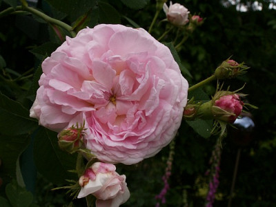 Chloris-V-05-07.jpg