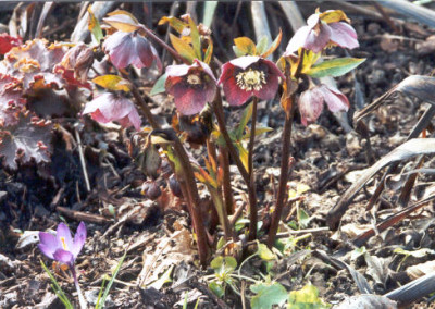 Helleborus1.jpg