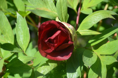 DSC_9564.JPG