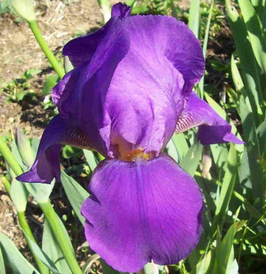 100_7747 TB Sämling violett.jpg