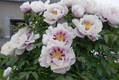RIMG0770.JPG