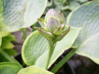 Tokudama_Flavocircinalis_PIC_0491.JPG
