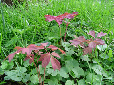 Paeonia rockii Gansu Mudan Sämlinge DSCN9838.JPG