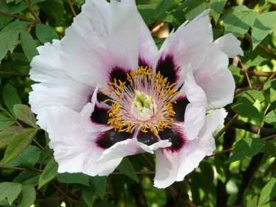 P. rockii._Ga_248.JPG