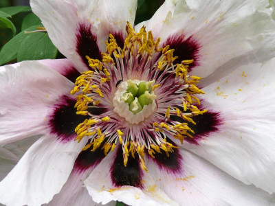 P. rockii_Ga_196.jpg