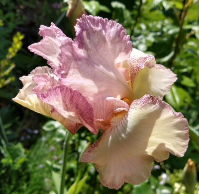 IMG_20190514_144855909_HDR~2.jpg