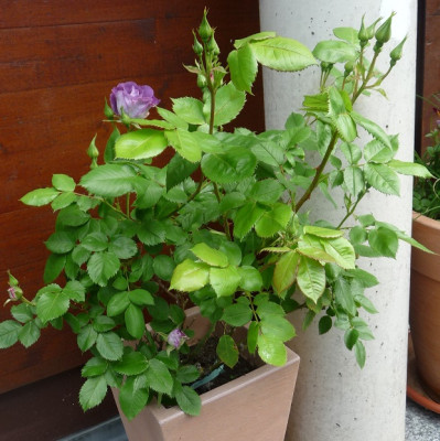 Bfy_0519_04.JPG