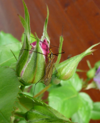 Bfy_0519_05Tier.JPG