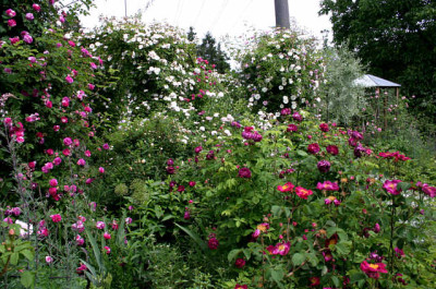 Evi-Garten0607.jpg