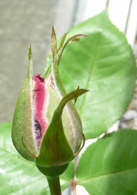 HCS_0519_01.JPG