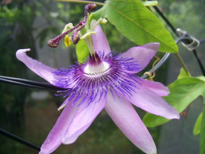 Purple_Haze_PIC_0496.JPG