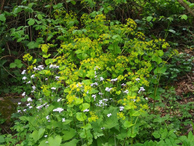 Lunaria rediviva Smyrnium perfoliatum P4240033.JPG