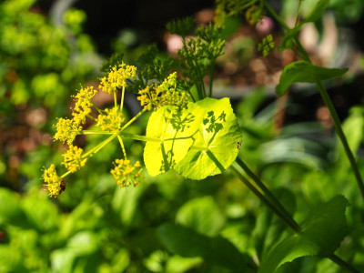 Smyrnium perfoliatum P4300015.JPG