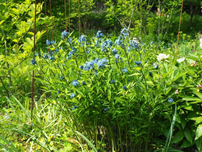 Amsonia tabernaemontana subs. salicifolia P5140004.JPG