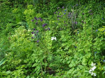 eine Anemone sylvestris zwischen Blau P5140024.JPG