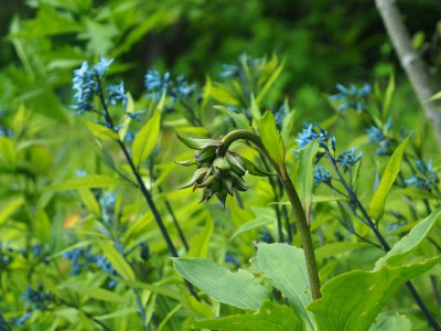 Lilium Martagon 'Claude Shride' vor Blau P5140027.JPG