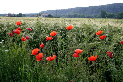 Mohn0307.jpg