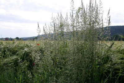 Spaziergang0107.jpg