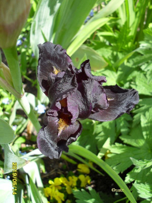 fast schwarze Bartiris 052019.jpg