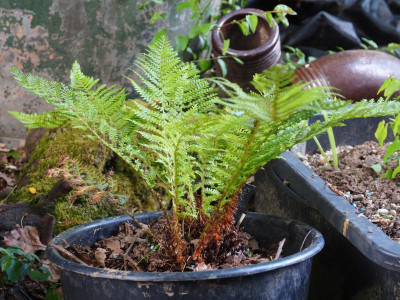 Polystichum setiferum 'Mrs Goffey' P5140018.JPG