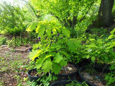 Quercus velutina Färber-Eiche P5140017.JPG