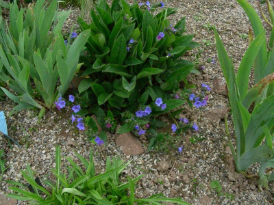 Pulmunaria 'Blue Ensign' DSCN2084.JPG