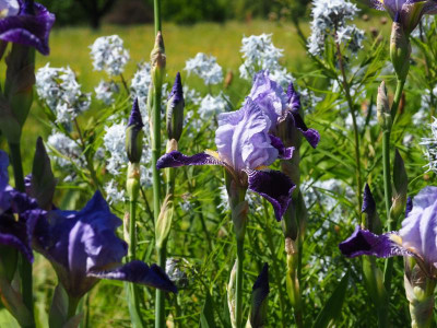 Iris Rheintraube vor Amsonia Hubrichtii P5080256.JPG