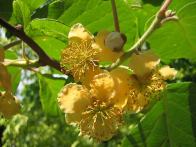 Kiwi_Mai_2007_001.jpg