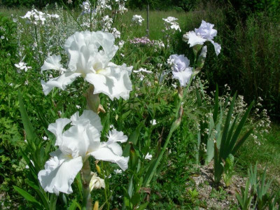 weiße Iris weißes Quartier DSCN7422.JPG