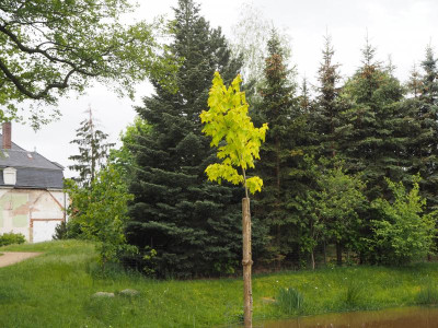 Acer Aureum 15.5.19 ue.JPG