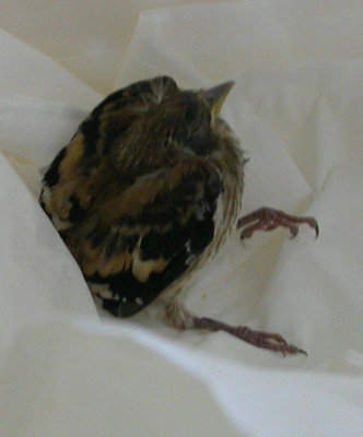 Jungvogel 1.jpg