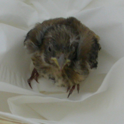 Jungvogel 2.jpg