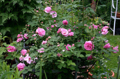 Louise_Odier0907.jpg
