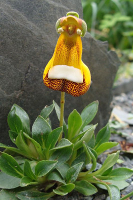 Calceolaria uniflora19-4.jpg