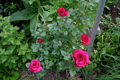 Rosen_Tradeskant00107.jpg