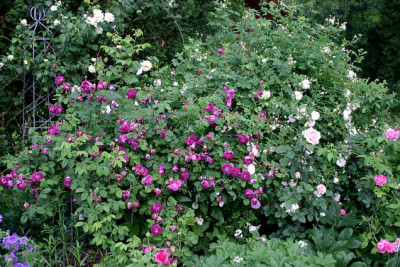 Rosenbeet0107.jpg
