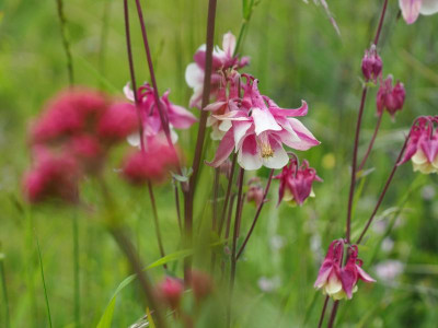 Aquilegia vulgaris rote William Guinness P5160019.JPG