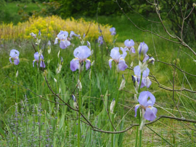 Iris pallida P5160017.JPG