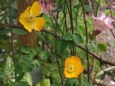 DSCF6332.JPG