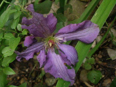 clem_aelter_2007-05-25.jpg