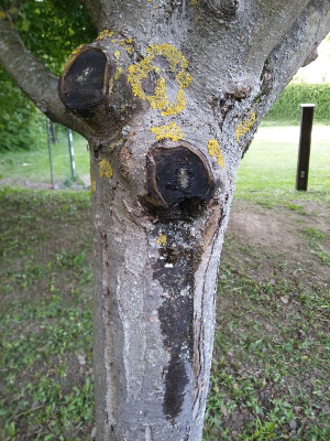 Apfel bluten.jpg