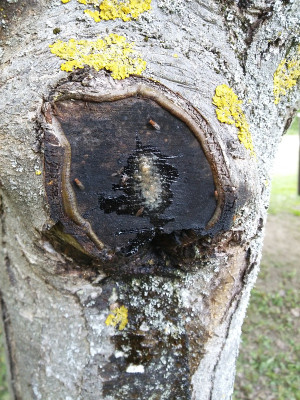Apfel bluten nah.jpg