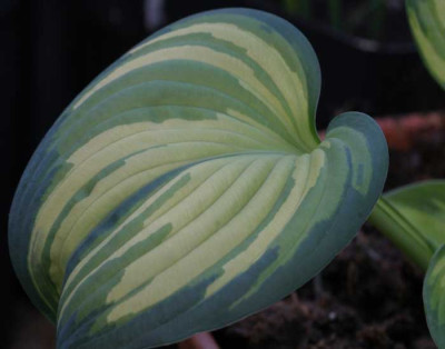 Sugar_Mama_6035.jpg