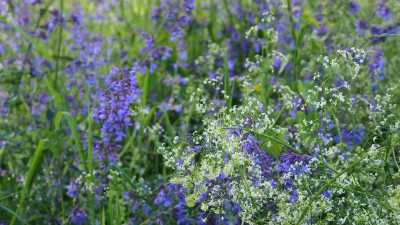Nepeta Walker's Low und Galium mollugo P6040058.JPG