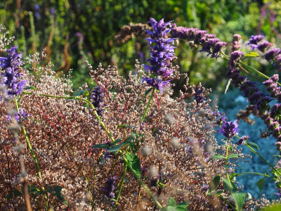 Wasser Schwanheimer Str. Berlinger Ring Nepeta oder was PA150154.JPG