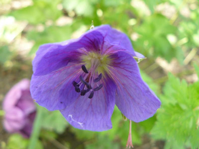 Geranium.jpg