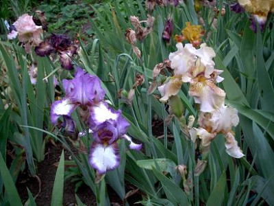 Iris2_fur_2007_075.jpg