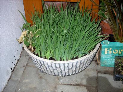 Iris2_fur_2007_094.jpg