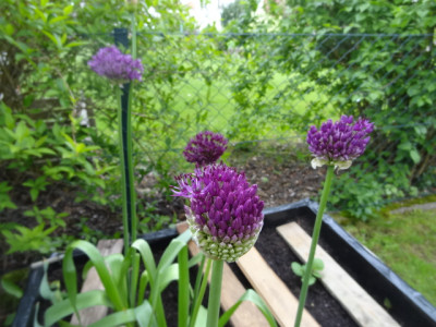 Allium.JPG