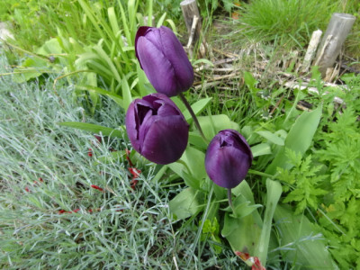 tulpen.JPG